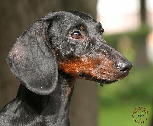 Dachshund  9Y420D-153.JPG